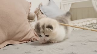 Very cute kitten Beaty