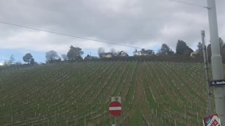 Vineyard in vienna