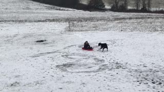 Dog Does Donuts with Kiddo