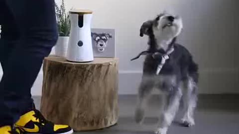Schnauzer Dog Caught On Camera: Dance Off