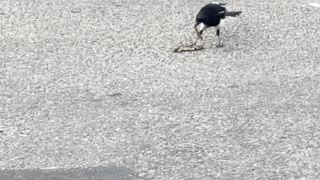 Magpies birds in sidewalk