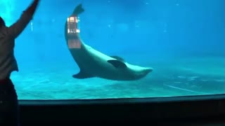 Playful dolphin incredibly imitates this guy's moves