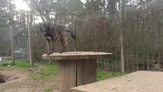 Faelen the wolfdog loves playing with dad.