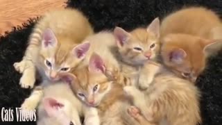 6 small cats sleep together in a romantic way