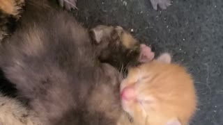 mother cat taking care of kittens