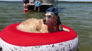 Super cool Golden Retriever chills out on a raft