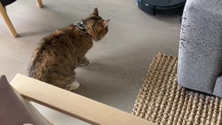 Robot Vacuum Startles Cat