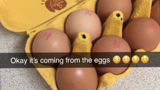 Store Bought Egg Has a Hidden Surprise