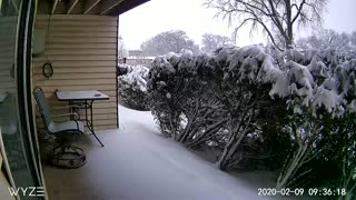 Time-Lapse Shows Snow Covering Garden Overnight