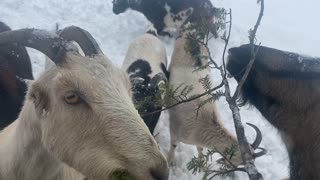 Goats devouring hemlock branches 02.2021
