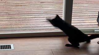 Kitten Doesn't Understand Glass Yet
