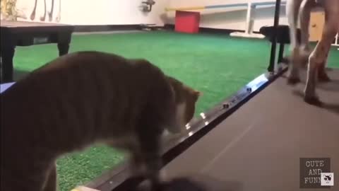 Cat Tries To Use Treadmill With Dog