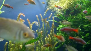 super aquarium sweet red fish