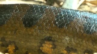 Largest Snake in the World!!!