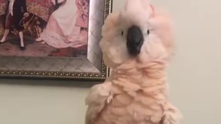 Crazy cockatoo shows off very interesting dance moves