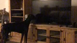 Doberman's priceless reaction after seeing himself on the TV