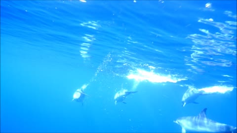 Gevlekte dolfijnen op La Palma, onderwateropnamen.
