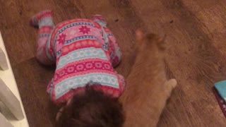 Affectionate Kitty Plays with Toddler Best Friend