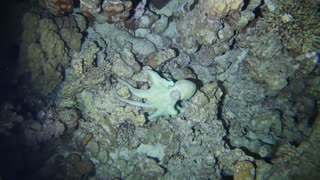 Octopus Hunting in the Red Sea