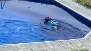 Excited Pooch Is Filled with Joy for a Swim
