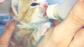 Small cat drinking milk from a baby bottle