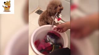 Cute Adorable Kitten Playfully Teases Her Puppy Partner