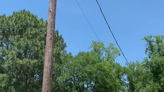 Squirrel Relaxes While Hanging From Power Line