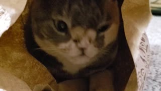 Cat chills out inside empty Chipotle bag