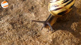 Snail Movement