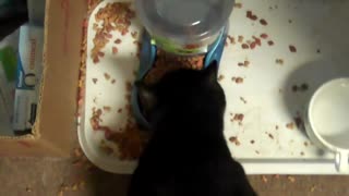 Adorable Cat Only Eats with Owner's Permission