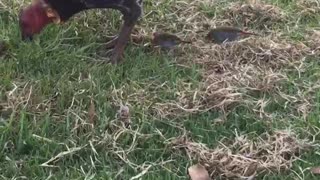 Turkey Steps on Small Bird While Eating