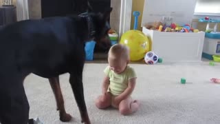 Baby Playing With Huge Dogs