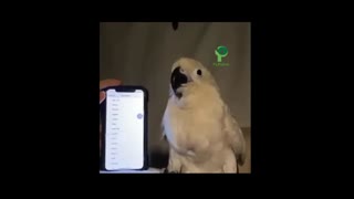 Amazing dancing parrot must watch super funny 😂😂