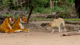 FAKE Tiger prank vs Dog @