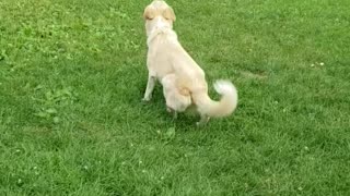 Dog Plays With Buddy Despite Neurological Issues Effecting Her Balance & Coordination