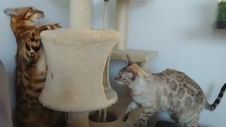 Pair of cats play in their kitty condo