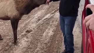 Getting Friendly with Elk
