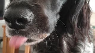 Dog's tongue won't stop licking while she gets scratched