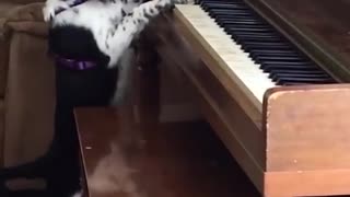 Pets are musical masters