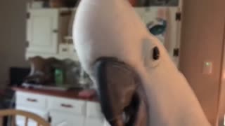 Wonderful Funny Parrots Going Crazy