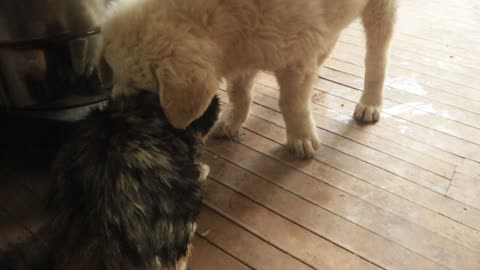 Gentle and sweet dog-friendly cat lets this puppy learn some of the ways of Felines