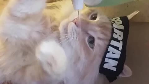 Smart Cat drinks from water cooler