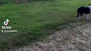 Baby Deer plays with Small Dog