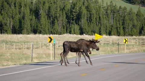 Moose In The Bighorns (original footage)