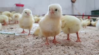 The little chick wanted to take a photo