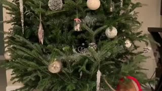 Dog uses Christmas tree to scratch backside
