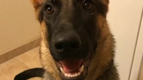 German Shepherd puppy learns how to wink