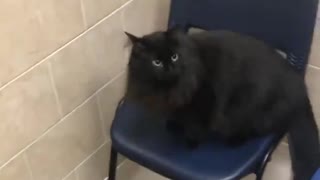 Clumsy cat makes a mess of the vet's office