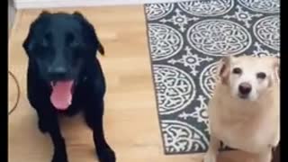 Dogs learn their owners name