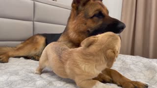 Puppy Shows his love for German Shepherd